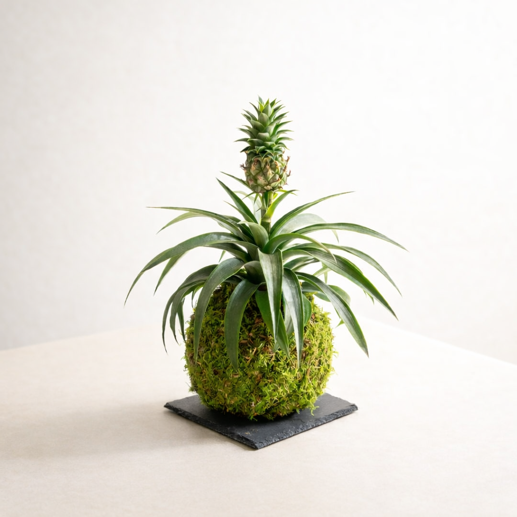 Kokedama Ananas