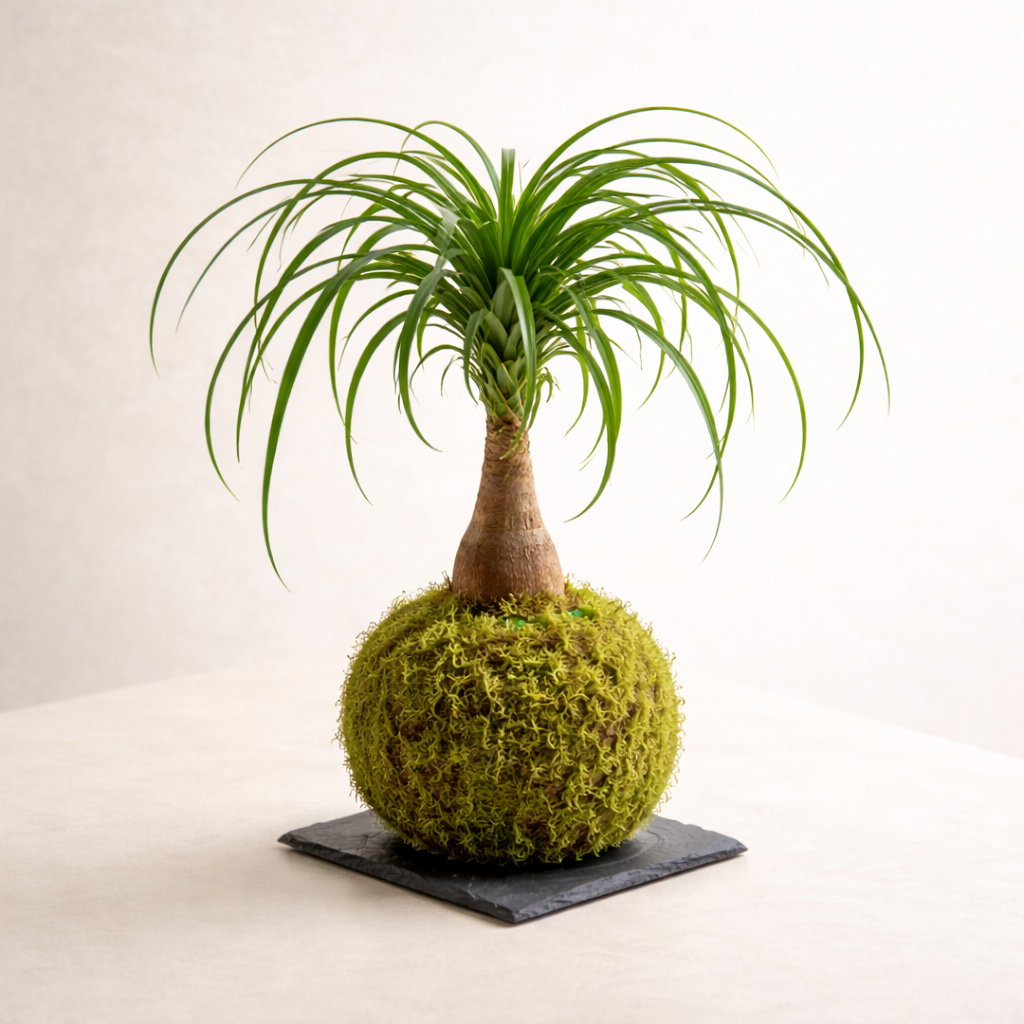 Kokedama Beaucarnea