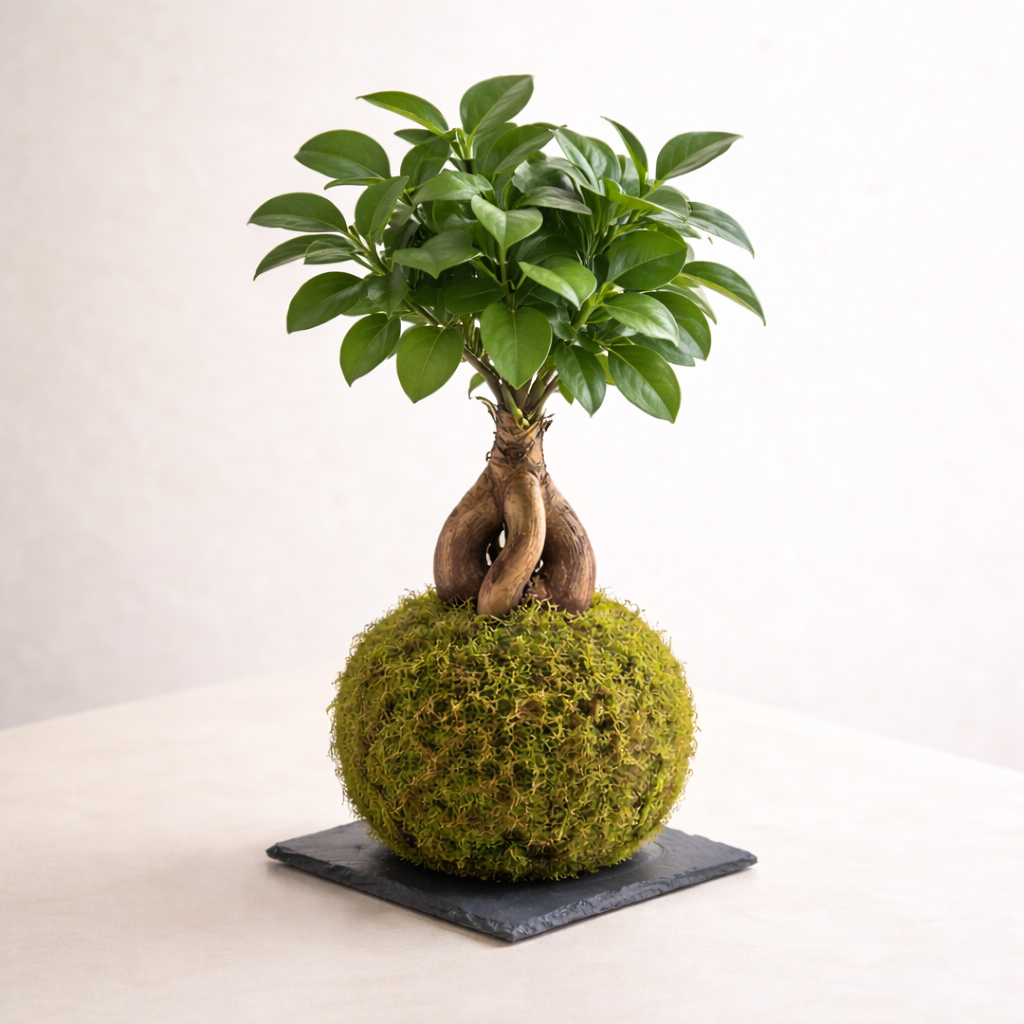 Kokedama Ficus Ginseng