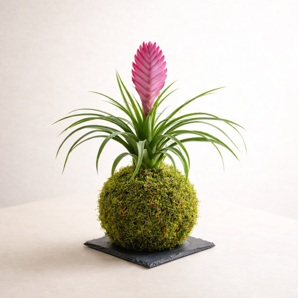 Kokedama Rosa Tillandsia